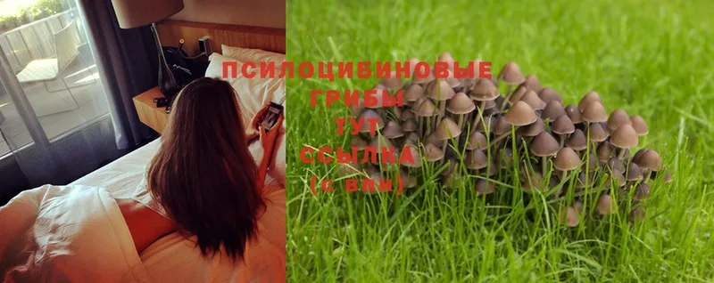 Псилоцибиновые грибы Psilocybe  OMG вход  Сим 